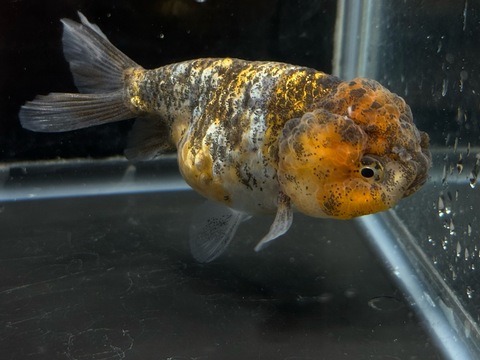 麒麟猫頭(キリンネコガシラ) 9cm