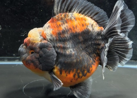 五色オランダショートテール　13cm b-2