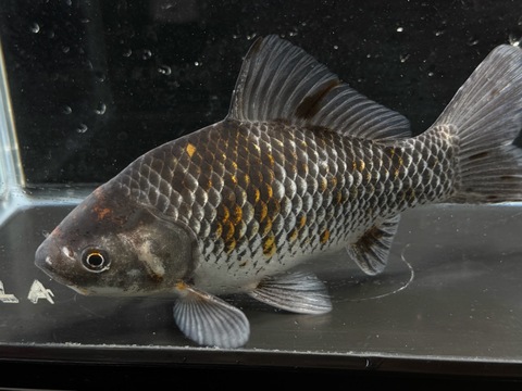 銀鱗三色和金フナ尾　20cm