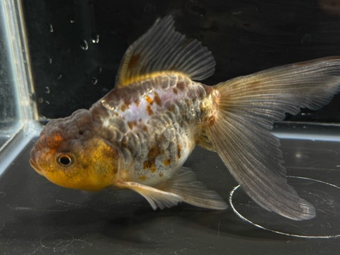 ドラゴンスケール五色東錦　12cm