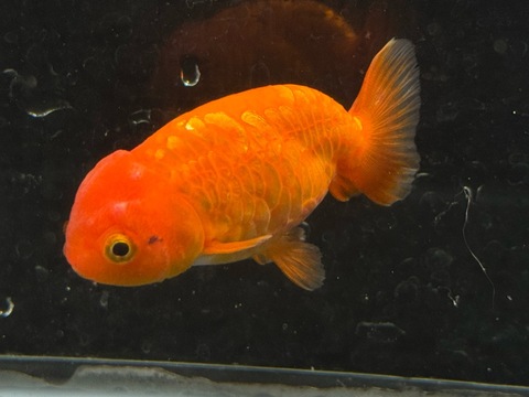 ドラゴンスケールらんちゅう　8cm