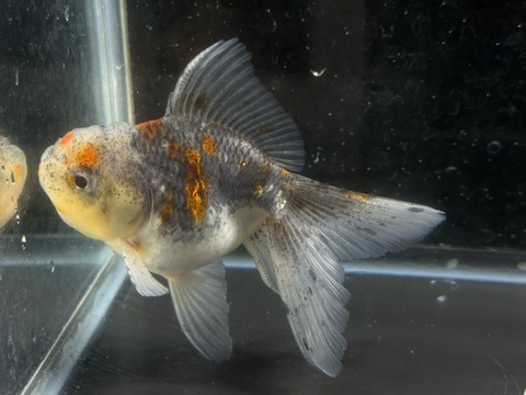 五色東錦　9cm  c-5