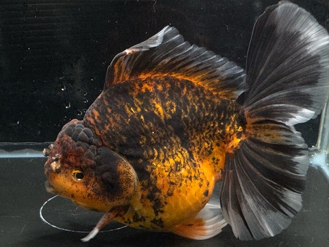 タイガーオランダローズテール　15cm