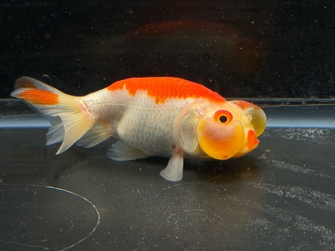 更紗水泡眼　8cm  b-1