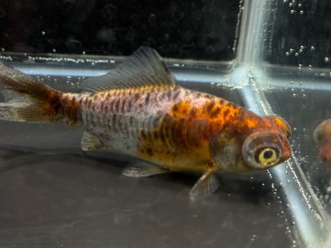 ドラゴンスケール五色柳出目金