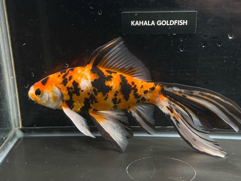 朱文金(変わり柄) 20cm