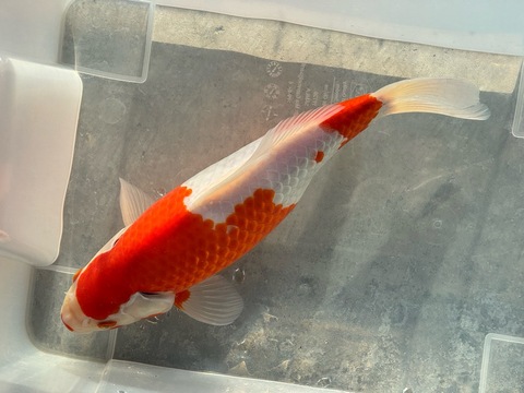 紅白鮒金　30cm   f-1