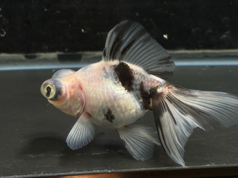 白黒蝶尾　10cm  e-4