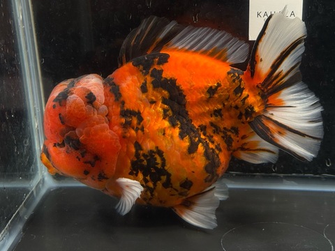 タイガーオランダショートテール　16.5cm