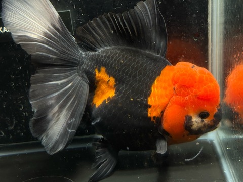 虎オランダハーフムーンテール　p-1