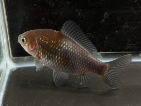 青紅葉和金フナ尾　11cm  a-3