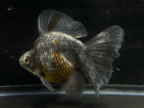 銀鱗三色琉金ブロードテール　11cm