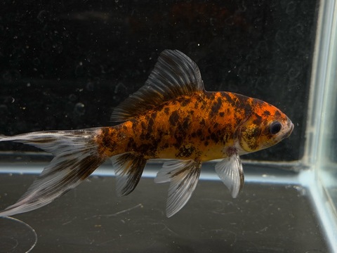 朱文金　12cm  ②