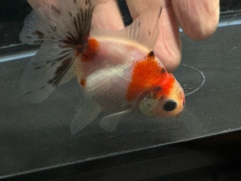 キャリコオランダハーフムーンテール　7-8cm　a-8