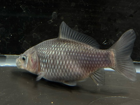 青紅葉和金フナ尾　11cm  a-1