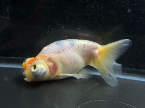 キャリコ頂天眼