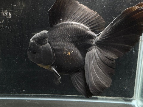 黒オランダローズテール 17cm