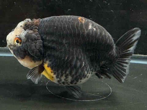 五色江戸錦スモールテール　e-6   11cm