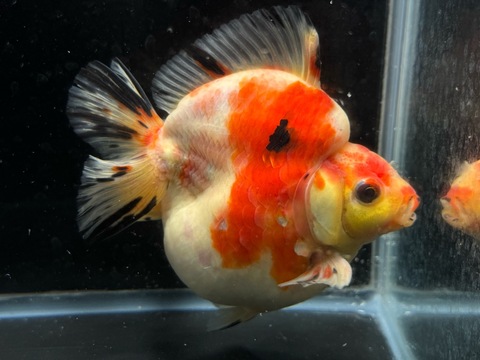 桜琉金ショートテール　14cm