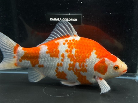 紅白鮒金　25cm   a-3