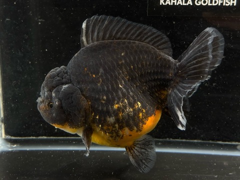 五色ダルマオランダショートテール　①