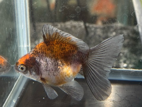 琉金ブロードテール　②