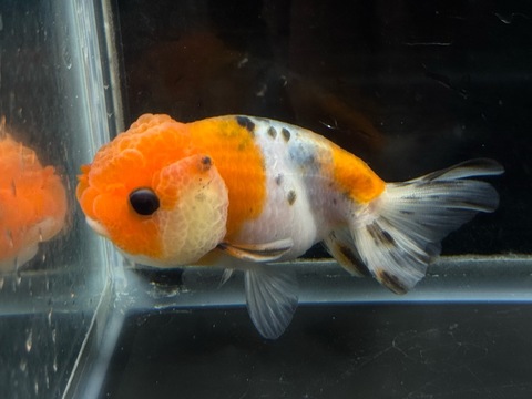 キャリコライオンヘッド  9cm