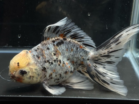 東錦ベールテール　15.5cm