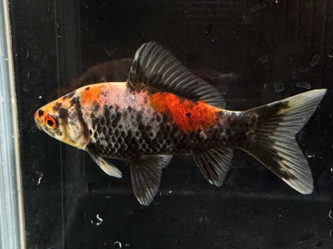 銀鱗墨和金フナ尾　10cm