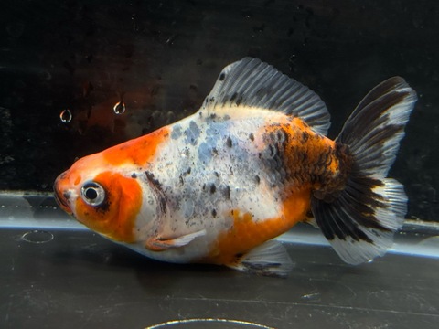 江戸地金　11cm  f-1