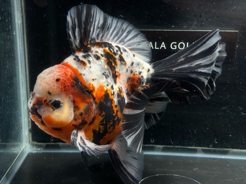 東錦ローズテール　20cm