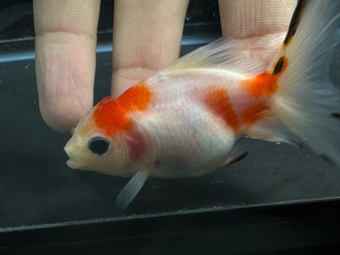 桜オランダハーフムーンテール　7-8cm　a-6