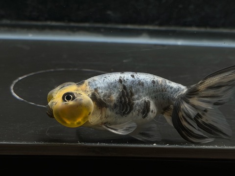 青モザイク水泡眼　①