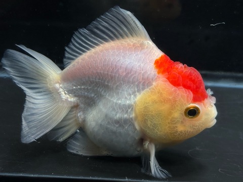 丹頂ダルマオランダショートテール　11cm