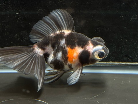 墨キャリコ蝶尾　10cm  e-5