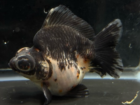 五色出目金ショートテール　c-1