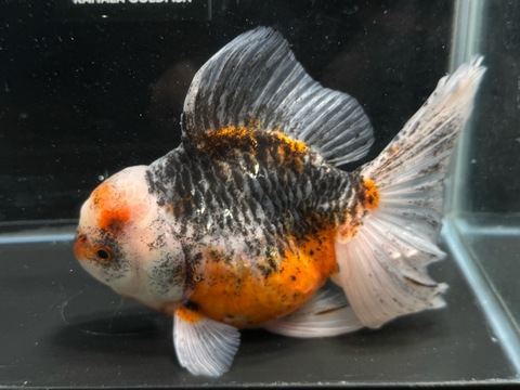 五色オランダベールテール　17cm