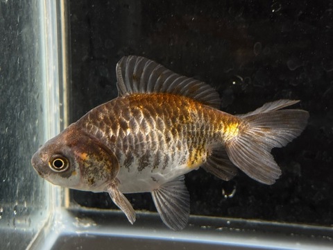 ドラゴンスケール五色和金　8cm  c-2