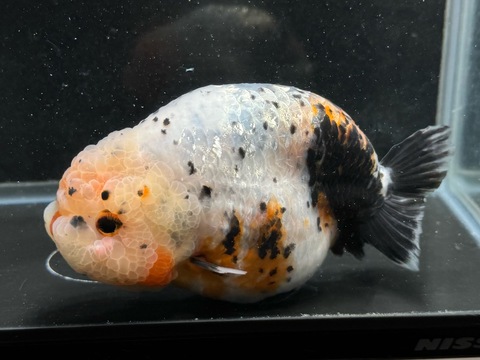 銀鱗江戸錦スモールテール　14.5cm