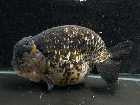 麒麟らんちゅう　17cm