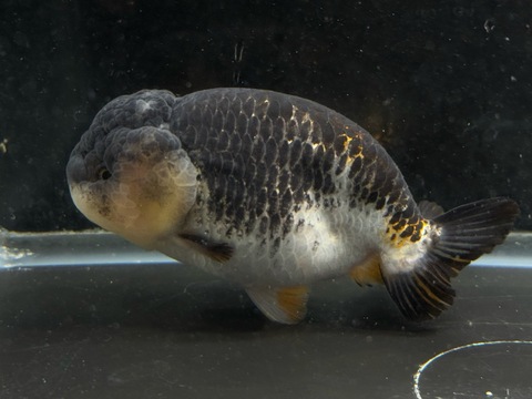 トリカラーらんちゅうスモールテール　11cm