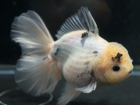 白黒オランダローズテール　14cm  p-2