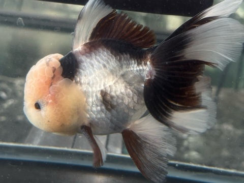 羽衣オランダ　13cm