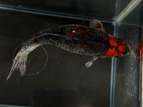 五色和金フナ尾　24cm