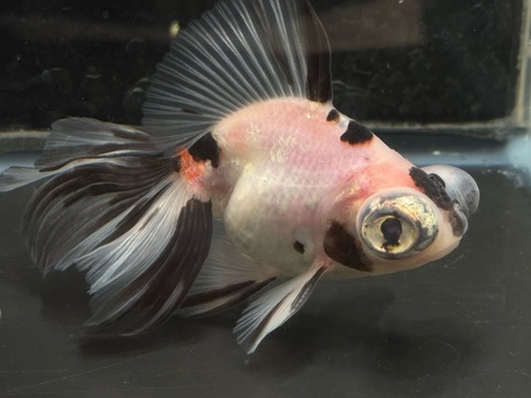 墨キャリコ蝶尾　10cm e-3