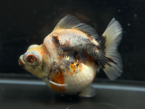 キャリコ出目金ショートテール　11cm