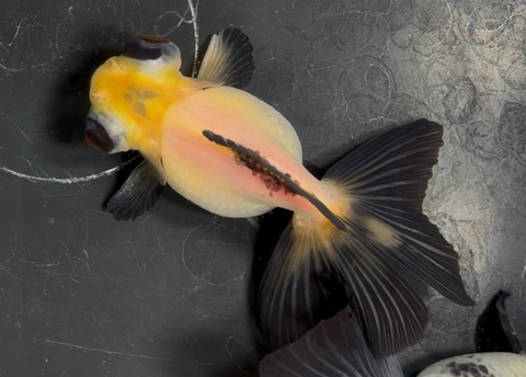 パンダ蝶尾　9cm