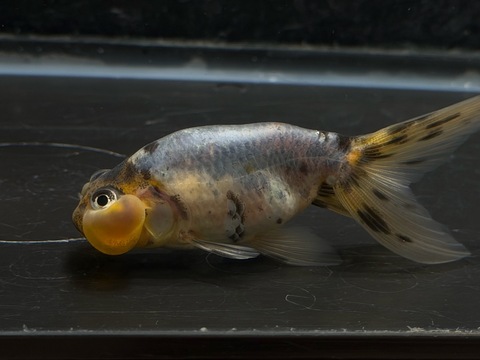 青モザイク水泡眼　②
