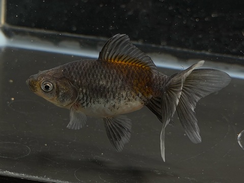 いぬび　約8cm  c-6