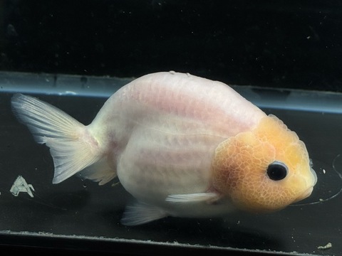 シルクらんちゅう　12cm